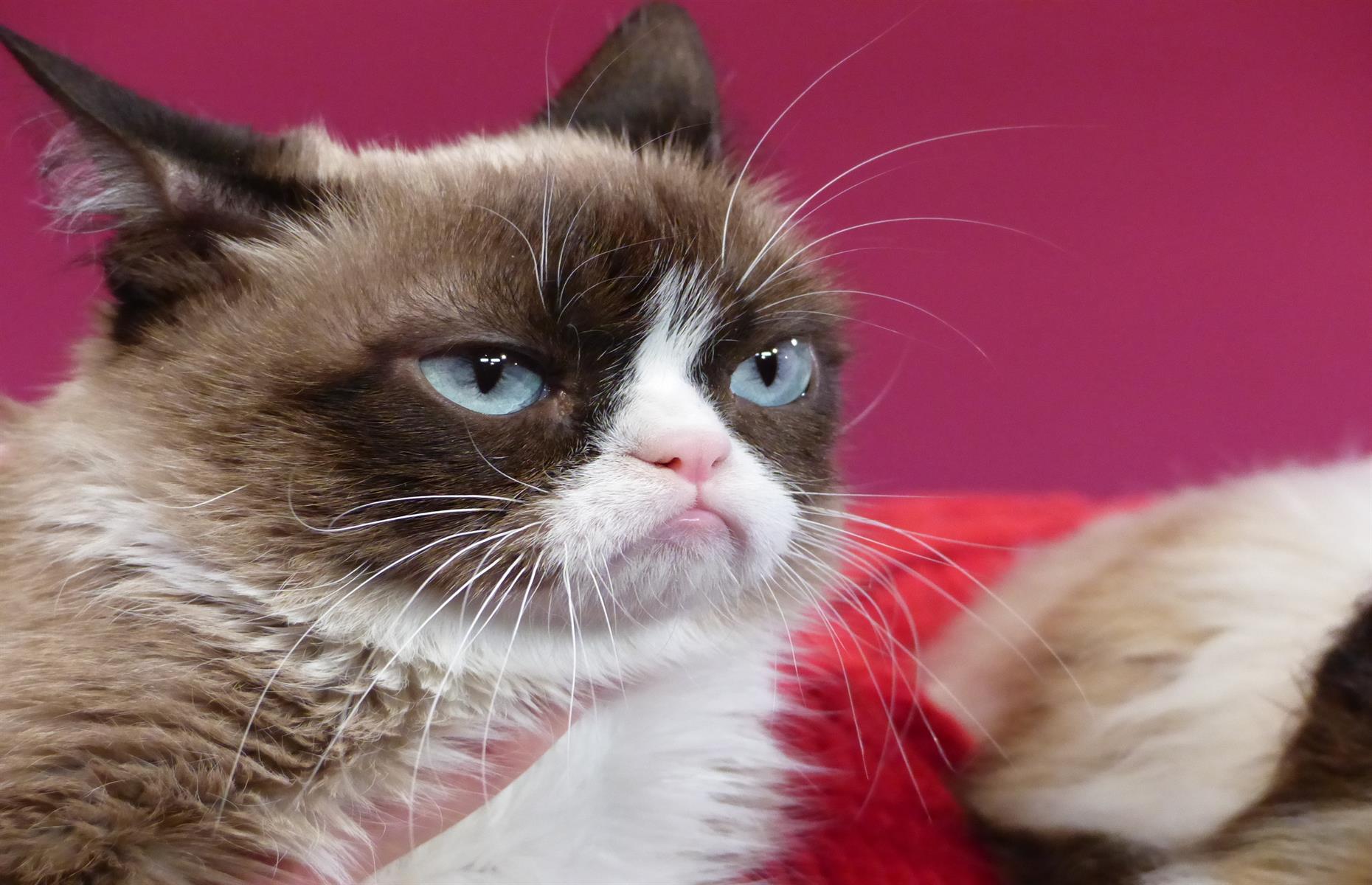 Grumpy Cat – $100 million (£79m)
